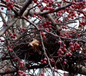 Bird Nest Bird Nest