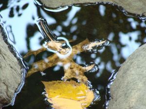 Along the Charles River