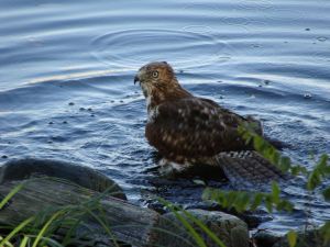 Hawk Hawk