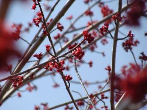 Red Branch