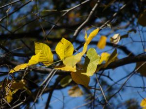 yellow-leaves-2-lores2