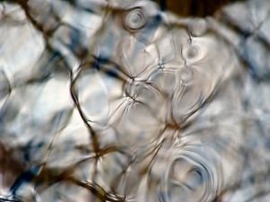 Trees reflected in spring pond. Spring Pond 2009