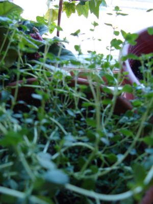 Lemon Thyme in the Morning Lemon Thyme in the Morning