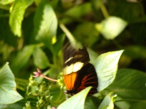 My Blurry Butterfly