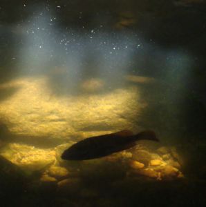 Sunlight in the River Sunlight in the River