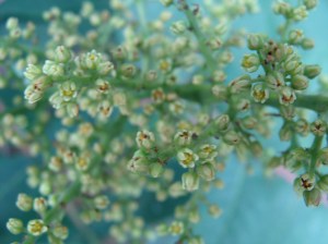 a pretty patch of blue