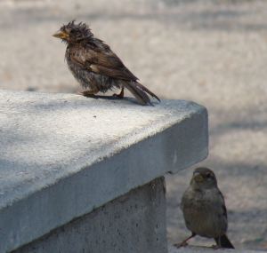 A Bird After Its Bath