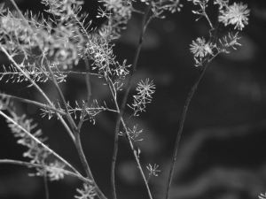 Petite Branches Petite Branches