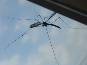 Winged Visitor Long Legged View