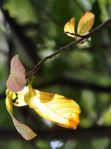 Bright Leaves on Branch