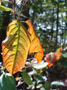 Jeweled Leaves in the Woods Jeweled Leaves in the Woods