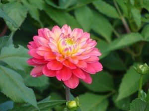 Shades of Pink Shades of Pink