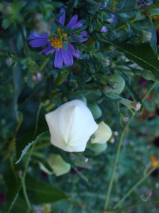 Blue and White Blue and White