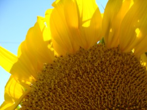 The Sun Masquerading as a Sunflower