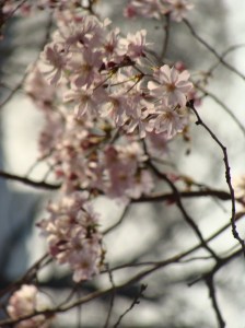 Pink Blossoms Pink Blossoms