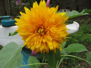 Fuzzy Sunflower Fuzzy Sunflower