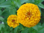 Marigolds