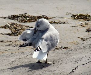 Nahant Seagull