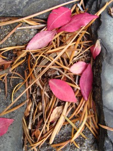 Found in the Crevices