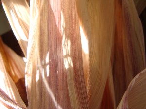 Corn Husk in Sunlight through a Window