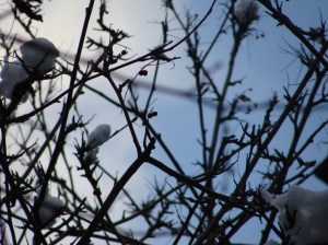 by Cynthia Staples for Nave 2009 Salon