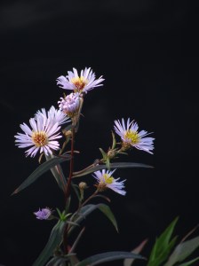 Charles River Flowers