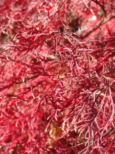 Red by the River Red by the River