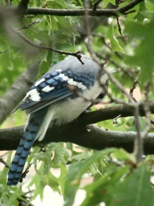 jay at my bedroom window
