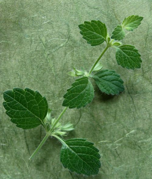 Lemon Balm