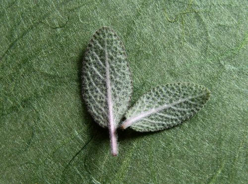 Sage Leaves