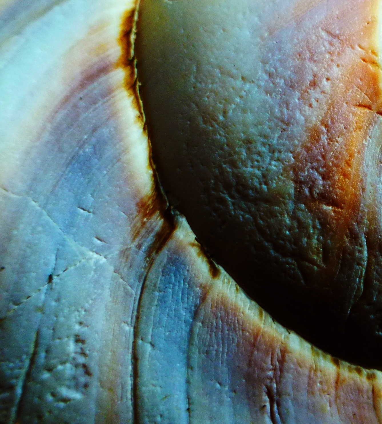 Contur Shell color and contour lines | Words + Images