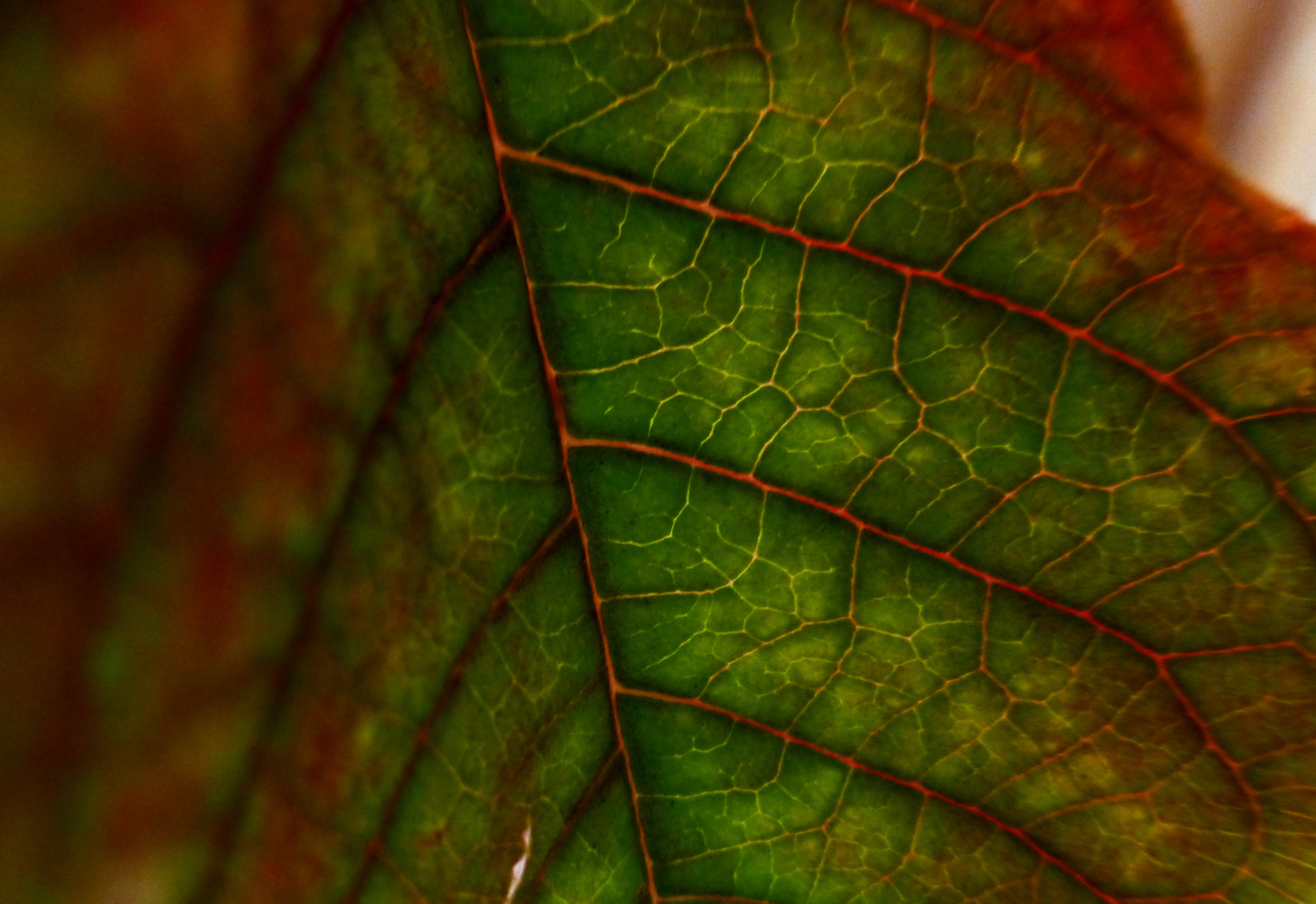complex colors | Words + Images
