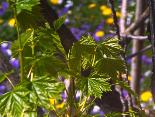 A Distant Field of Gold and Purple