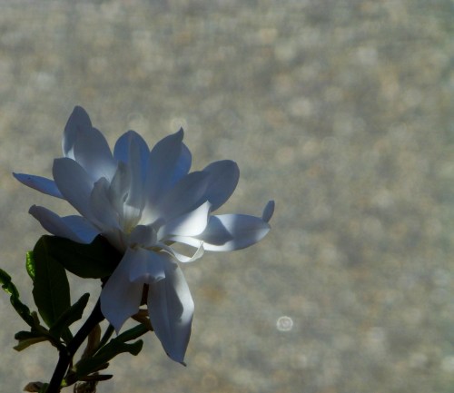 Beauty Growing by the Muffler Shop
