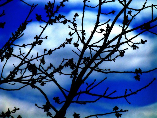 The Oak Tree That Towers Over the House