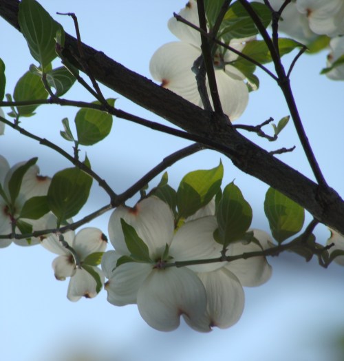 Virginia Dogwood