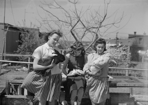 Washington, D.C. Children with rabbits which were formerly kept as pets, but now are being raised for food, photo by Joseph A. Horne, 1943.