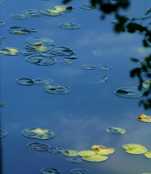 blue lillies along the mystic, 2014