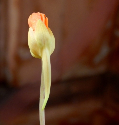 nasturtium bloom