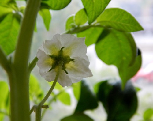 potato blossom