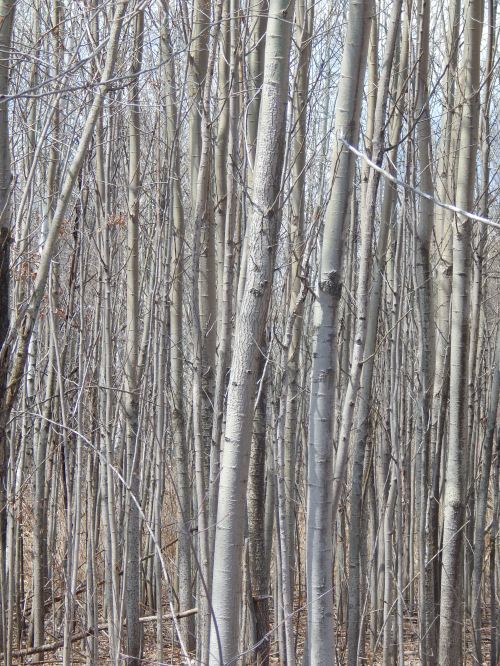 birch trees by the mystic