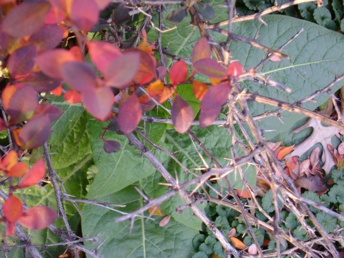 photo by Lin A. Nulman