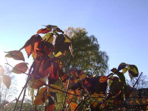 photo by Lin A. Nulman