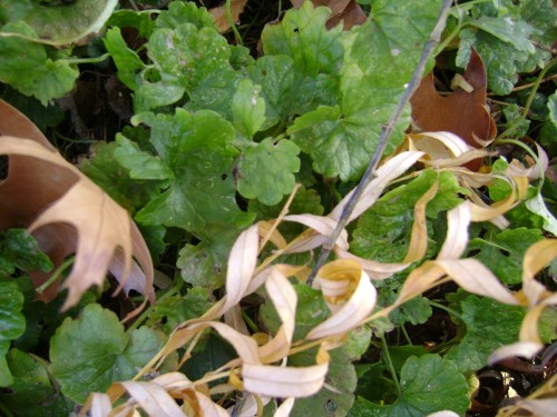 photo by Lin A. Nulman