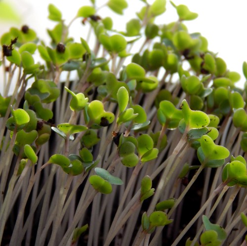 red winter kale in the hallway