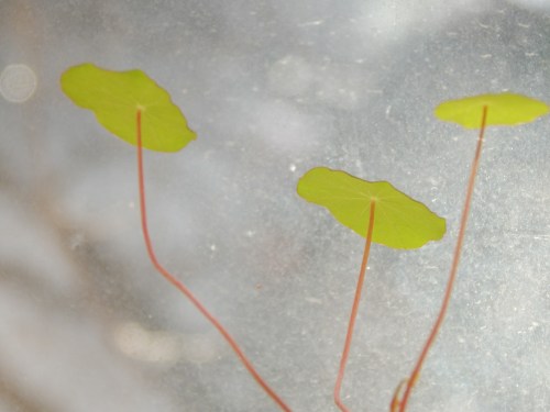 nasturtium