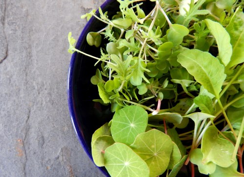 radish, nasturtium, and red kale greens
