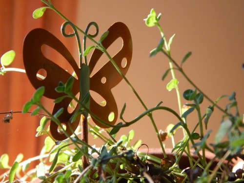 butterfly in herbs