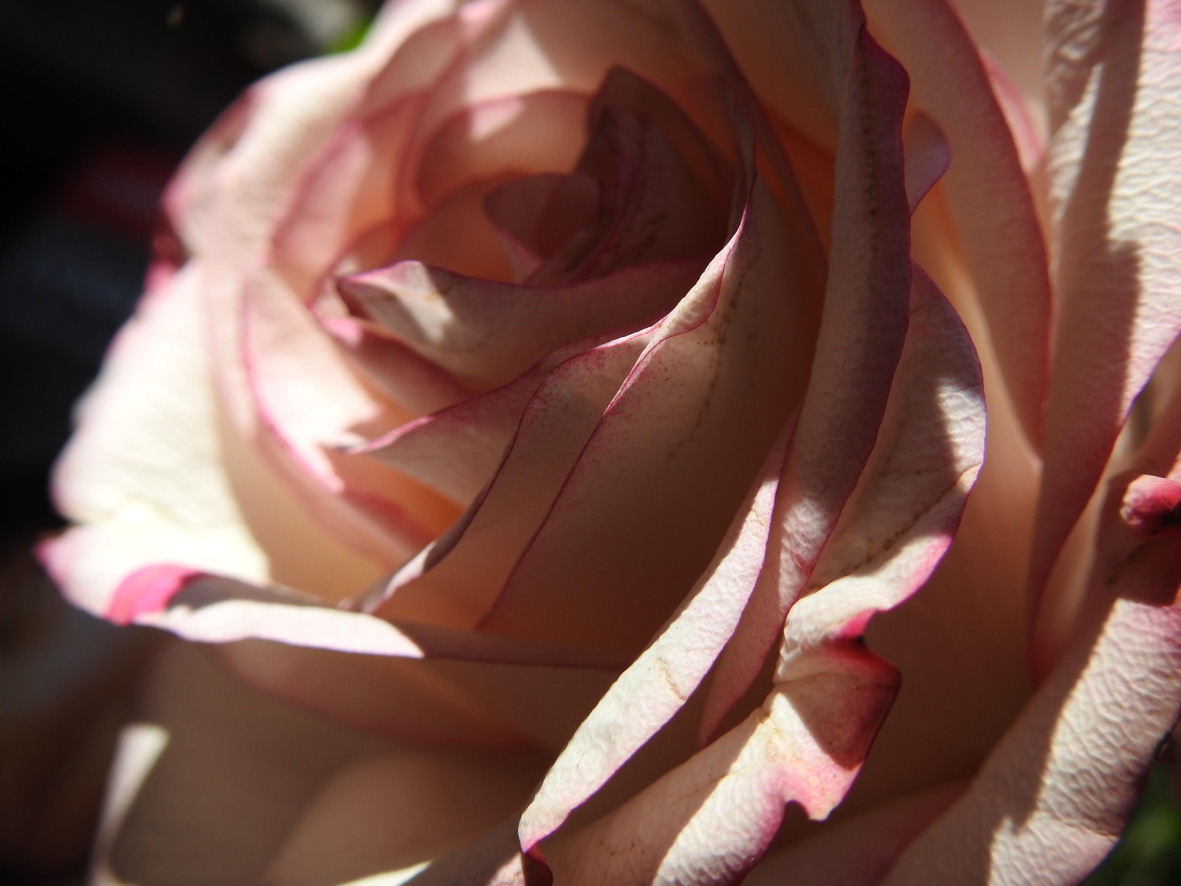 DSCN2404