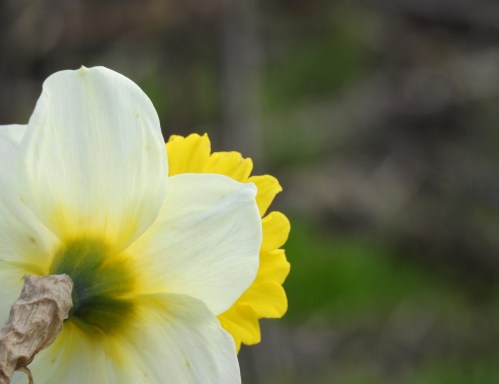 daffodil